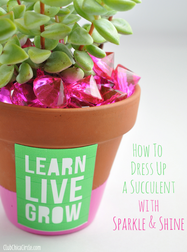 How to Dress Up a Succulent with Sparkle and Shine